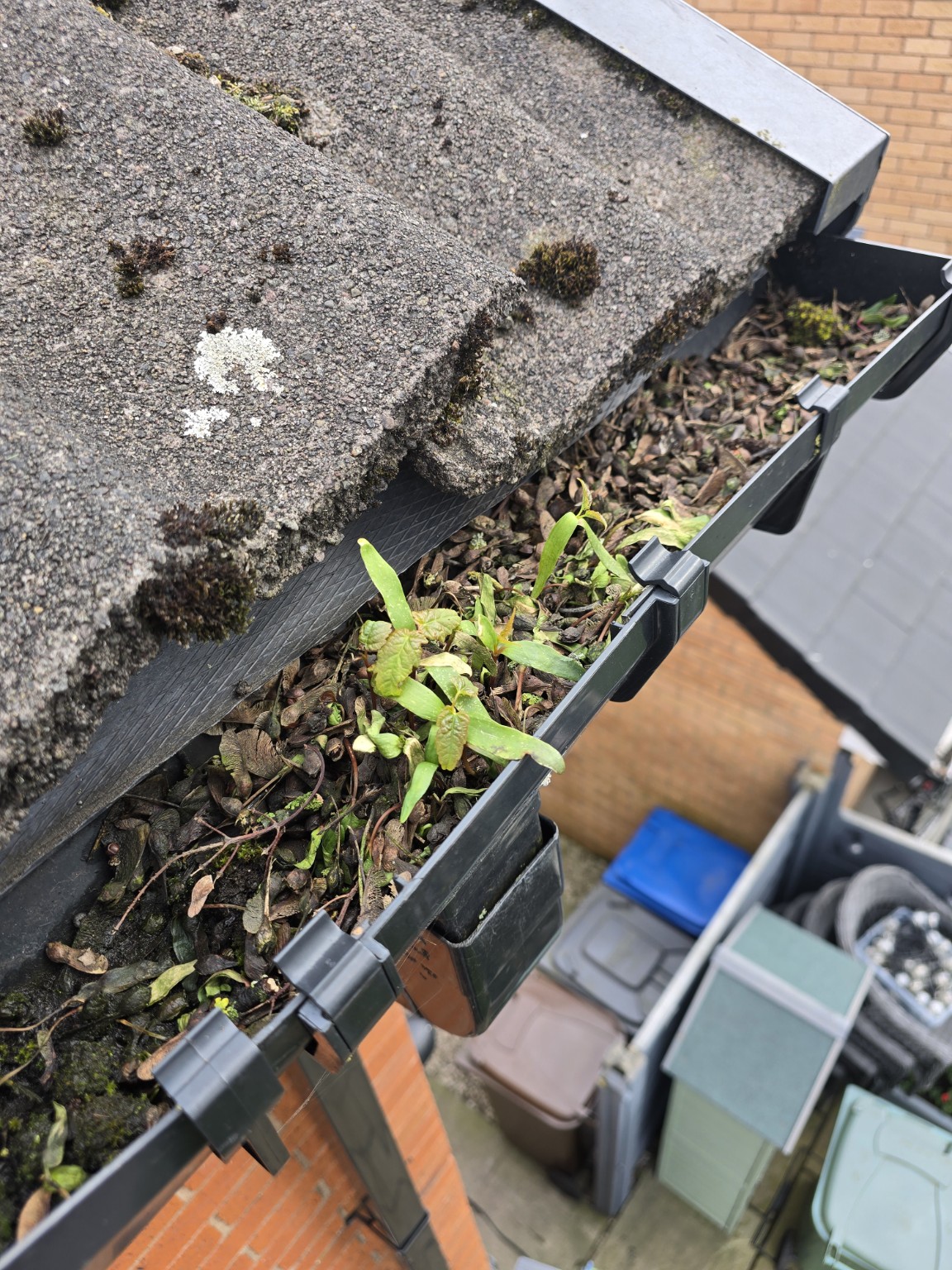 Before: leaves and plants blocking the gutter outlet